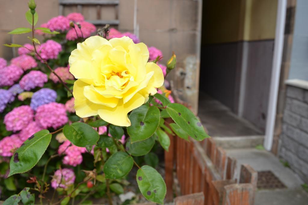 Pitt Street Apartment Beautiful Spacious Apartment Free Parking And Free Sanitizer Edinburgh Exterior foto